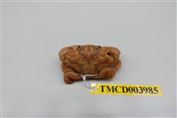 藏品(肉球皺蟹)的圖片
